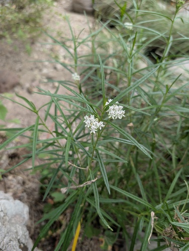 Asclepias angustifolia, photograph 2