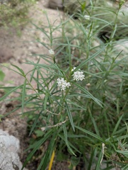 Asclepias angustifolia, photograph (c) Cheng-Te Hsu, some rights reserved (CC BY)