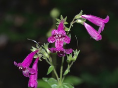 Penstemon triflorus
