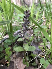 Ajuga reptans