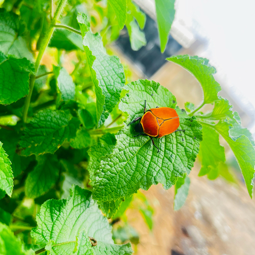 Pachnoda marginata aurantia