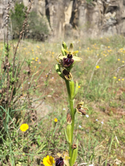 Ophrys sphegodes atrata