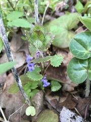 Glechoma hederacea