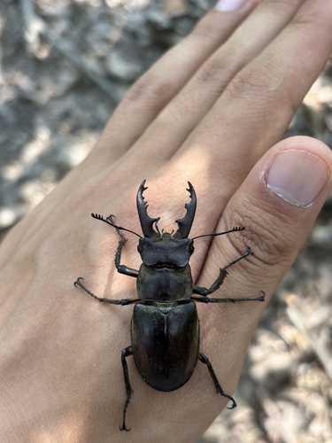 Dybowski's Stag Beetle