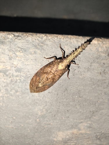 Saw-nosed planthopper