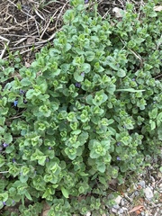 Glechoma hederacea