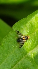 Rhagoletis cerasi