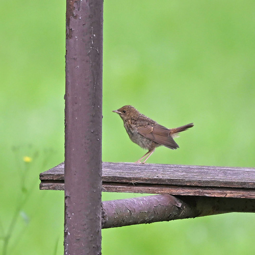 iNaturalist image