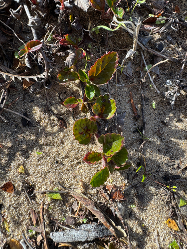 Hibbertia grossulariifolia, photograph 6