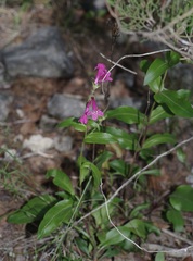 Penstemon triflorus