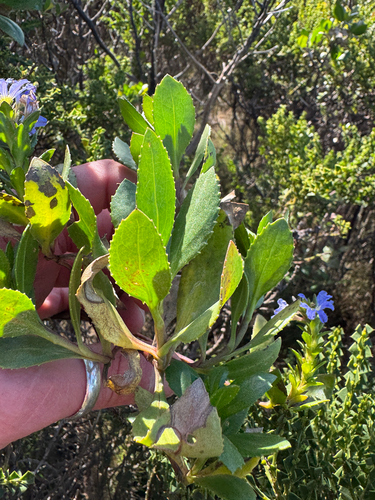Scaevola nitida, photograph 3
