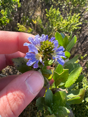 Scaevola nitida, photograph (c) Tyler Anthony, some rights reserved (CC BY)