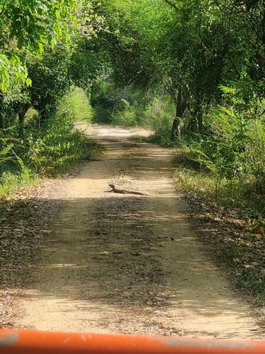 Bengal Monitor