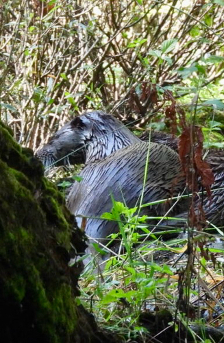 Eurasian Otter