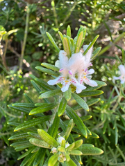 Westringia dampieri