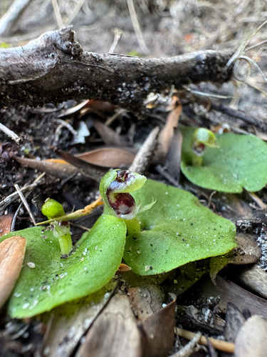 Corybas despectans observed 2026-08-14