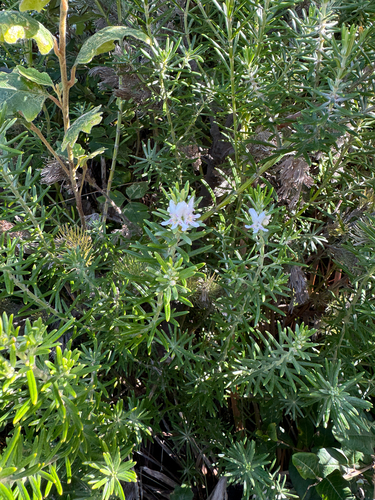 Westringia dampieri, photograph 2