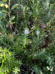 Westringia dampieri, photograph (c) Tyler Anthony, some rights reserved (CC BY)