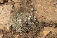 Helichrysum argentissimum