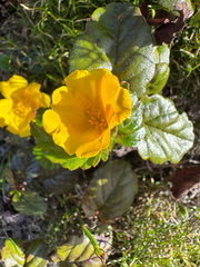 Hibbertia grossulariifolia