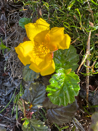 Hibbertia grossulariifolia, photograph 3