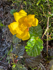 Hibbertia grossulariifolia, photograph (c) Tyler Anthony, some rights reserved (CC BY)