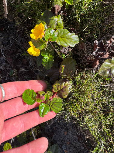 Hibbertia grossulariifolia, photograph 5