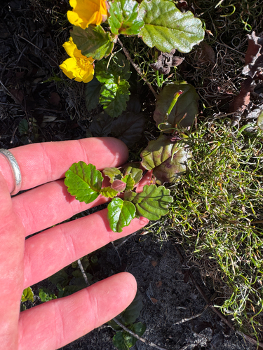 Hibbertia grossulariifolia, photograph 4