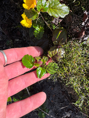 Hibbertia grossulariifolia, photograph (c) Tyler Anthony, some rights reserved (CC BY)
