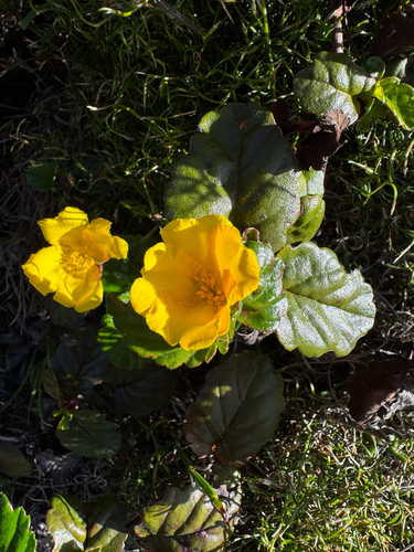 Hibbertia grossulariifolia, photograph 2