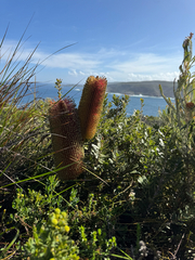 Banksia praemorsa, photograph (c) Tyler Anthony, some rights reserved (CC BY)