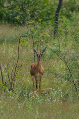 Gazella bennettii