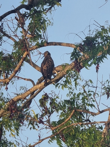 Ceylon Hawk-Eagle