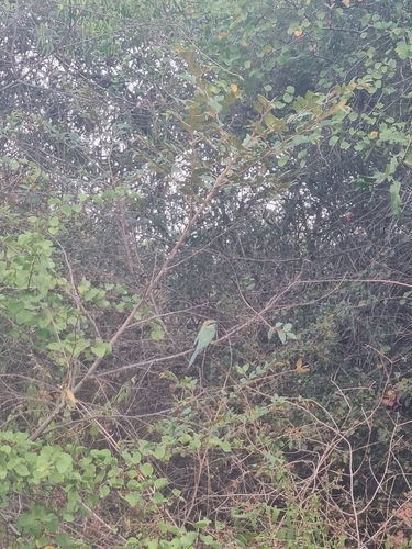 Asian Green Bee-eater