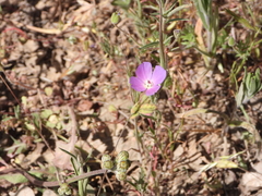Clarkia gracilis