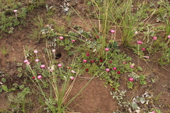 Helichrysum ecklonis