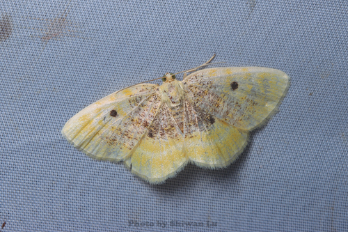 Euchristophia cumulata