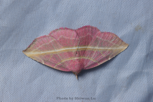 Naganoella timandra