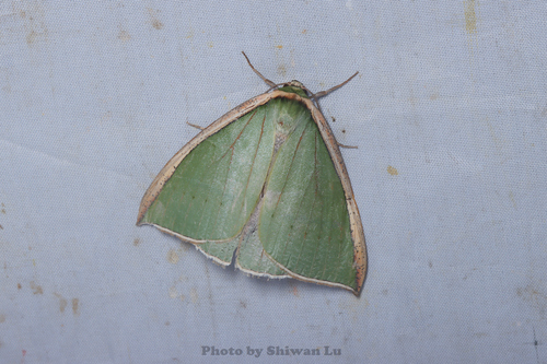 Limbatochlamys rosthorni