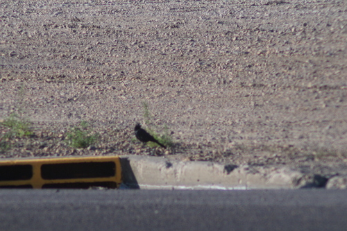 Common Grackle