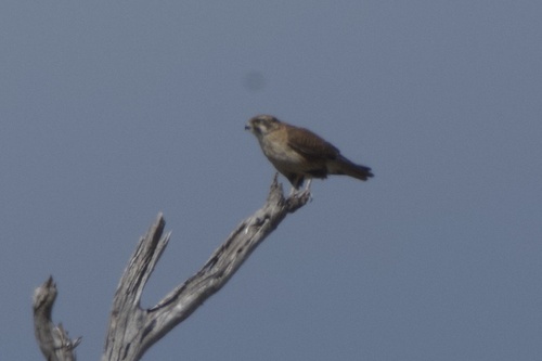 Brown Falcon