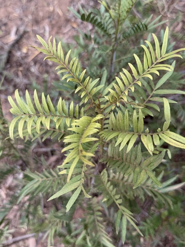Owenia acidula, photograph 6