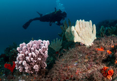 Callyspongia