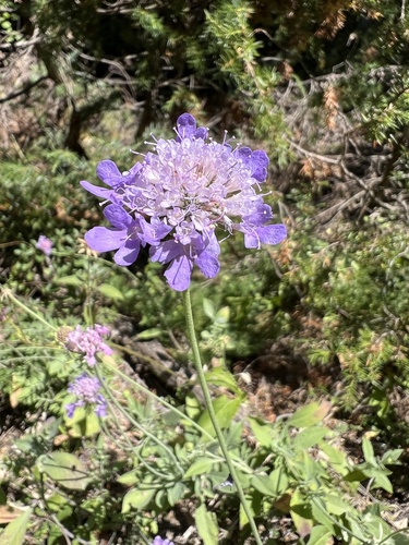 Scabiosa cinerea, photograph 4