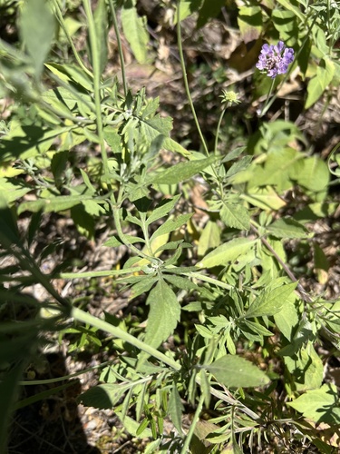 Scabiosa cinerea, photograph 5