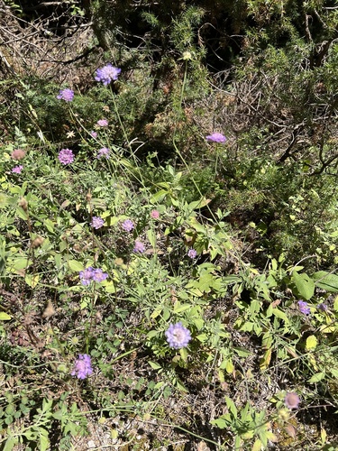 Scabiosa cinerea, photograph 6