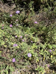 Scabiosa cinerea, photograph author not stated, no rights reserved