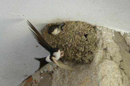 Western House Martin