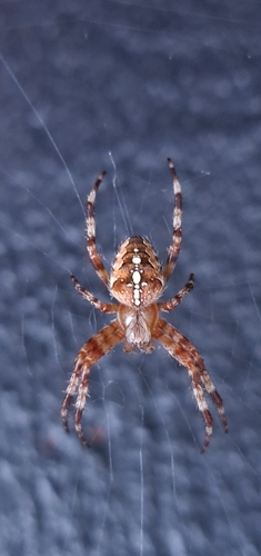 Cross Orbweaver