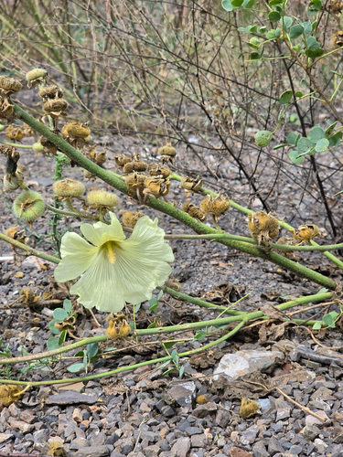 Russian Hollyhock